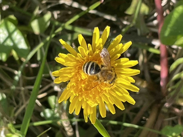A la rencontre des pollinisateurs et de la lumière du soleil
