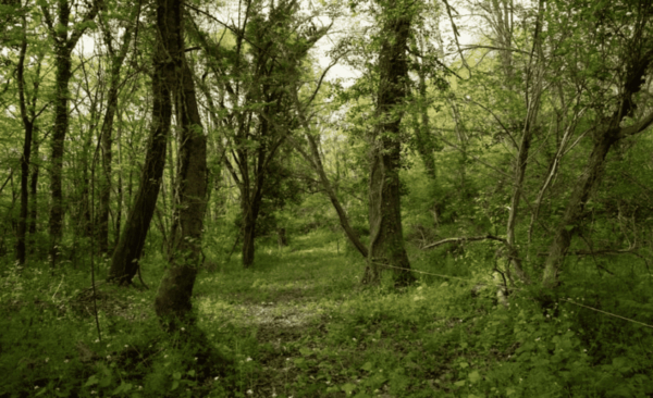 Le 6 juin à Brassacou : démonstration de métiers, conférence et dîner forestier