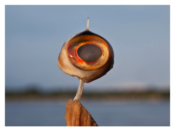WEEK-END TEMPS FORT : COEXISTENCIA, A LA DECOUVERTE DE L’AMAZONIE