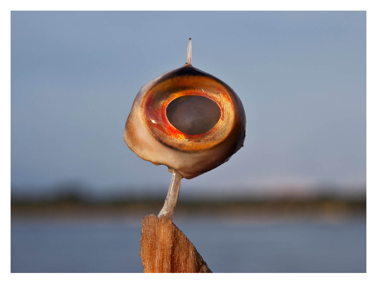 COEXISTENCIA : RENCONTRER L’AMAZONIE