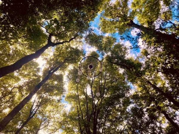 Un temps suspendu pour s’immerger dans la forêt de La Barre à Mettray