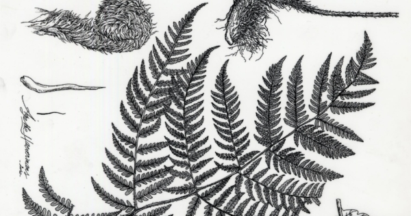 S’initier au dessin naturaliste