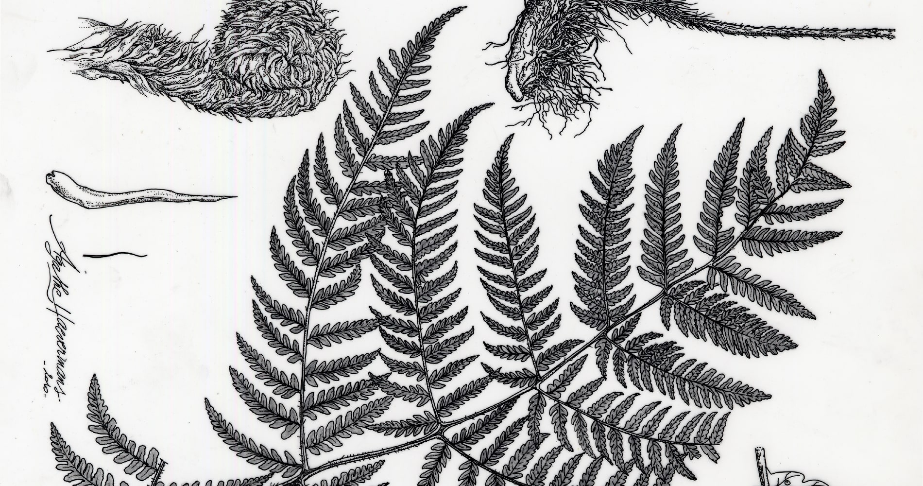 S’initier au dessin naturaliste