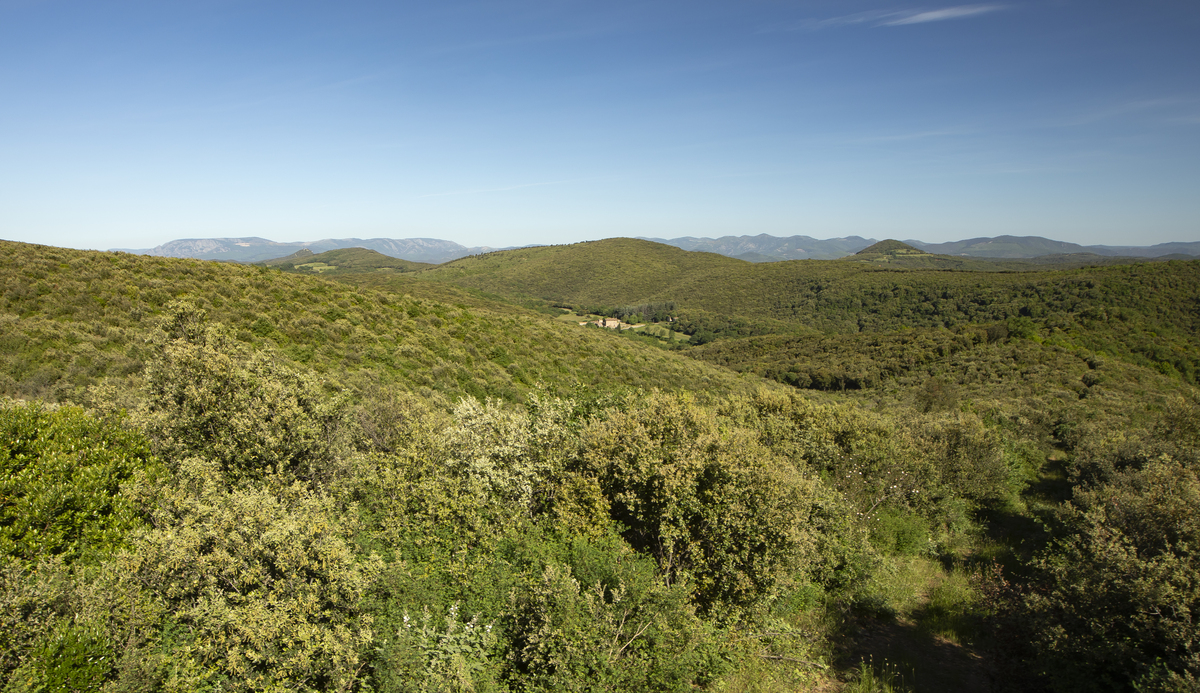 Les Nuits des Forêts 2025 en Provence-Alpes-Côtes d’Azur