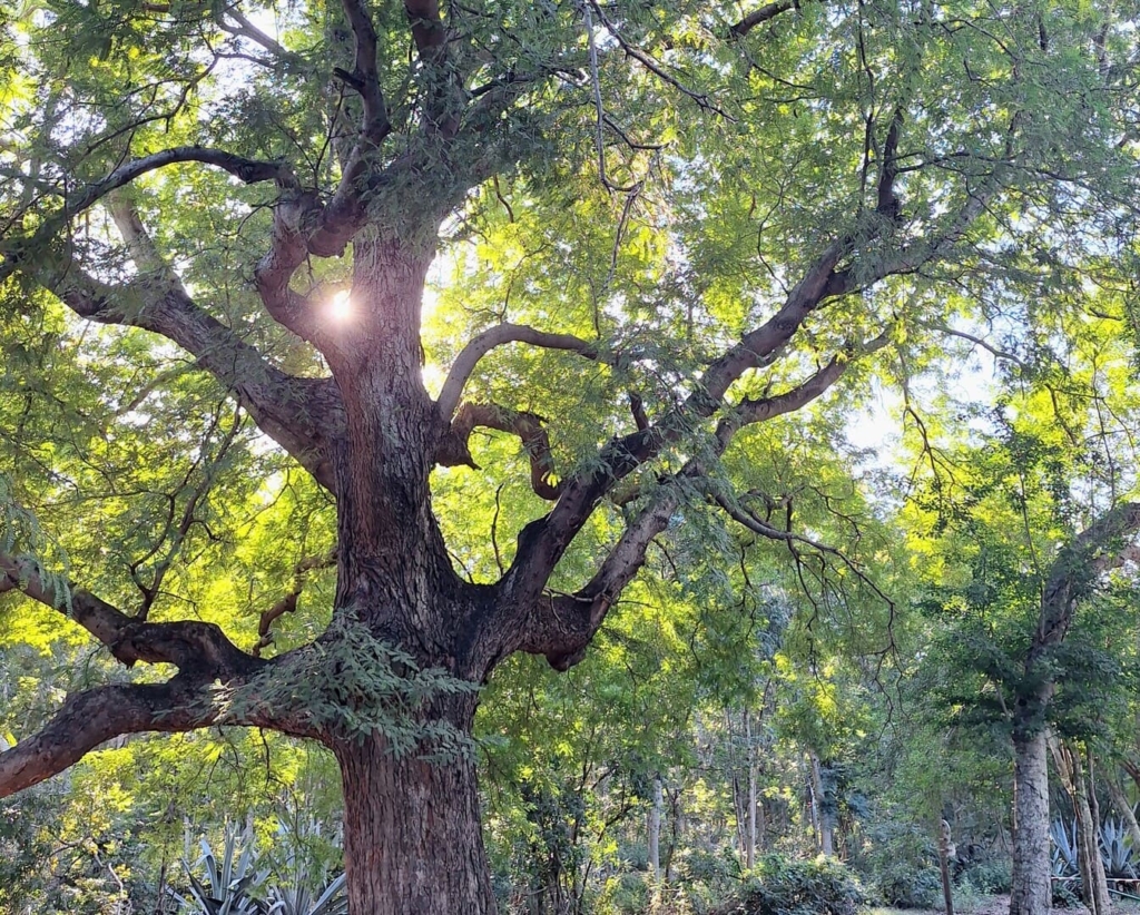 Balade artistique sur la forêt sèche de l’Etang-Salé