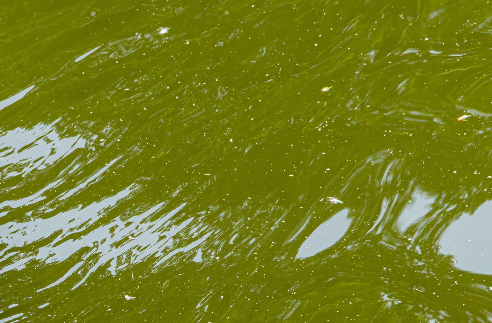 L’Eau, l’or bleu de la Forêt