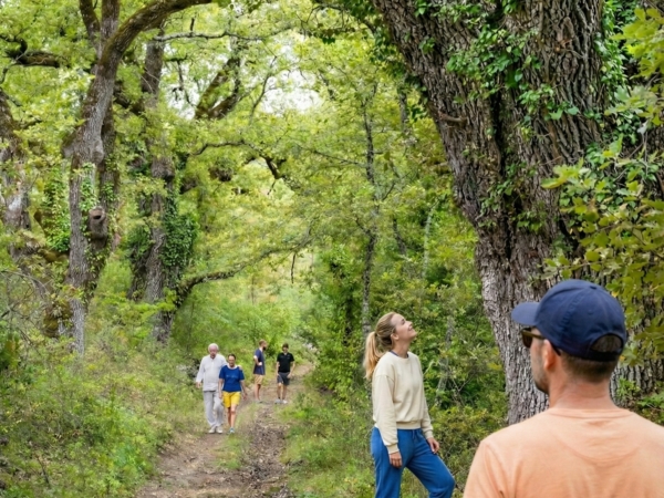Sylvothérapie dans la forêt du Plan