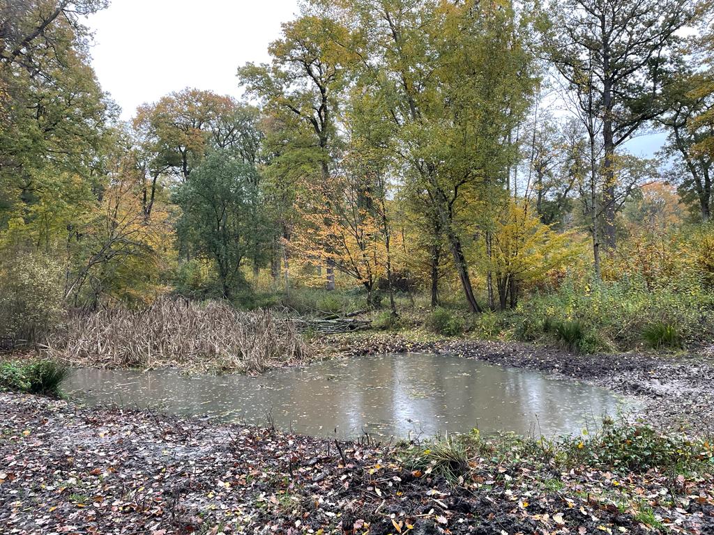 Balade nocturne et silencieuse en forêt