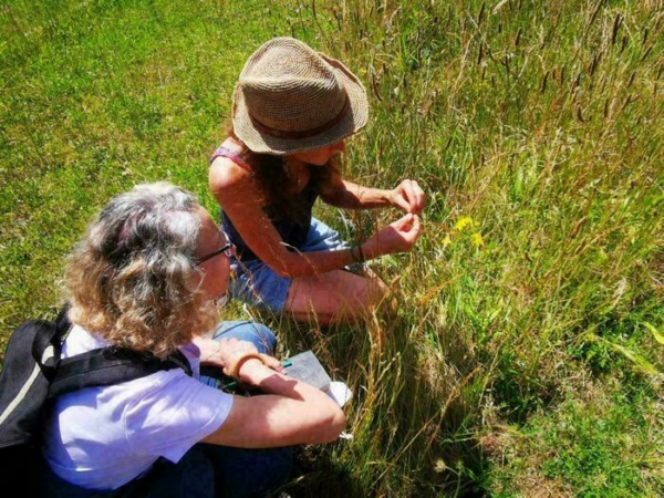 Les plantes sauvages comestibles
