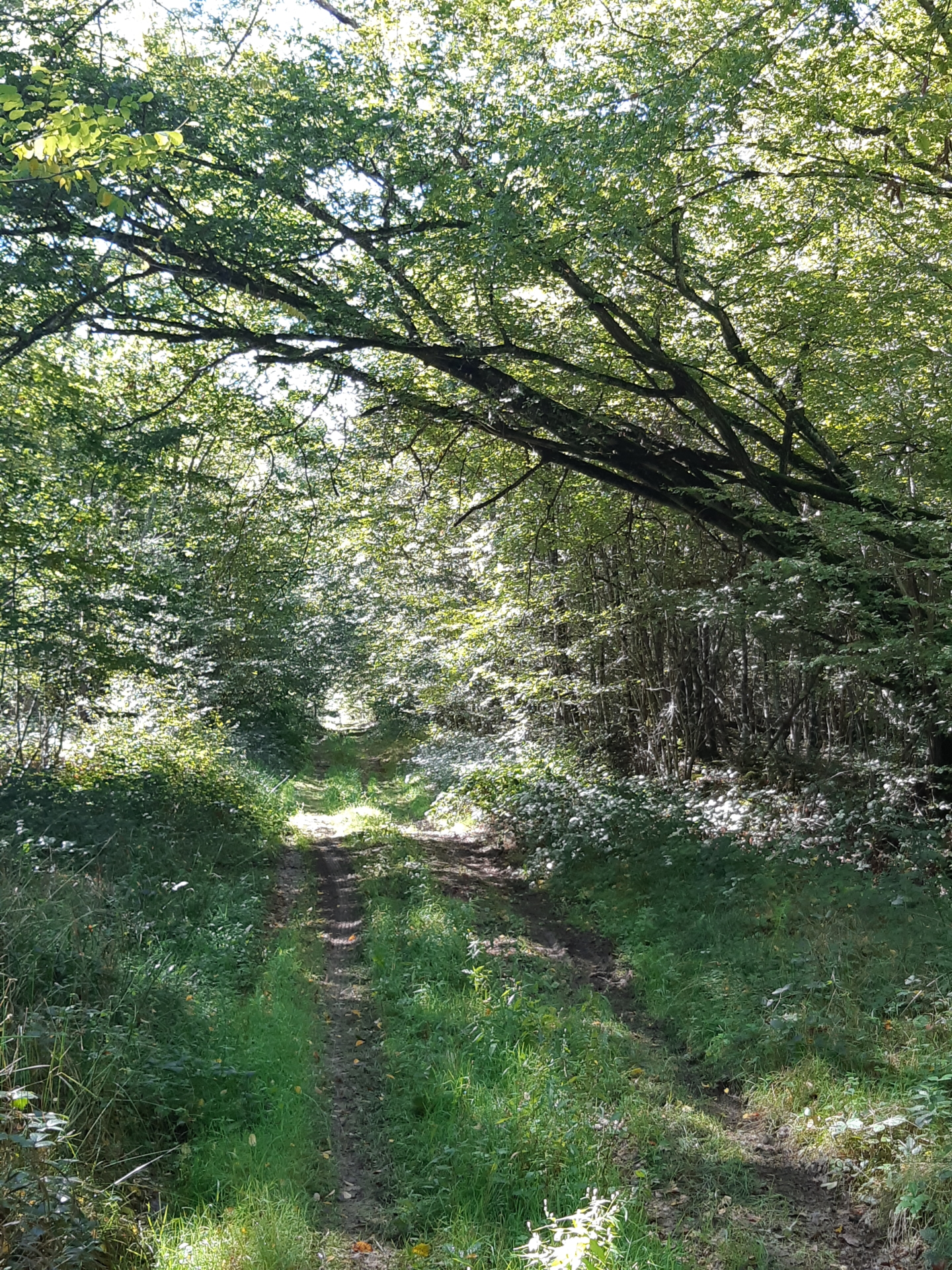 Randonnée dans le bois de Corvisard
