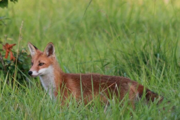 Balade crépusculaire en Forêt régionale des Vallières