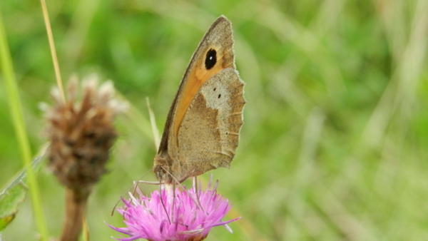 A la découverte des papillons