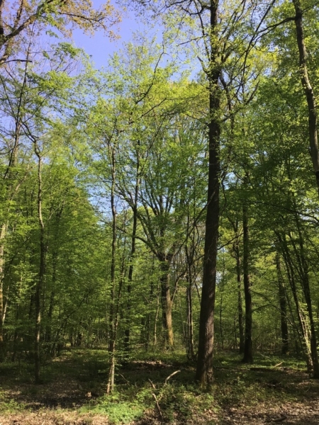 Avant la tombée de la nuit, découverte du Bois du Piple…