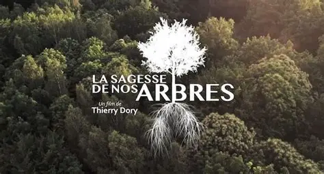 Ciné plein air avec le réalisateur Thierry Dory