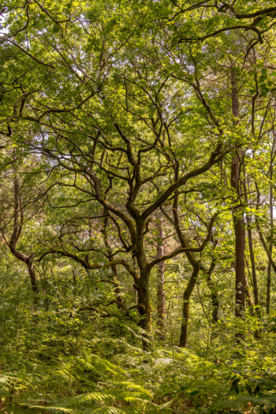 Pause méditative au Bois du Burck