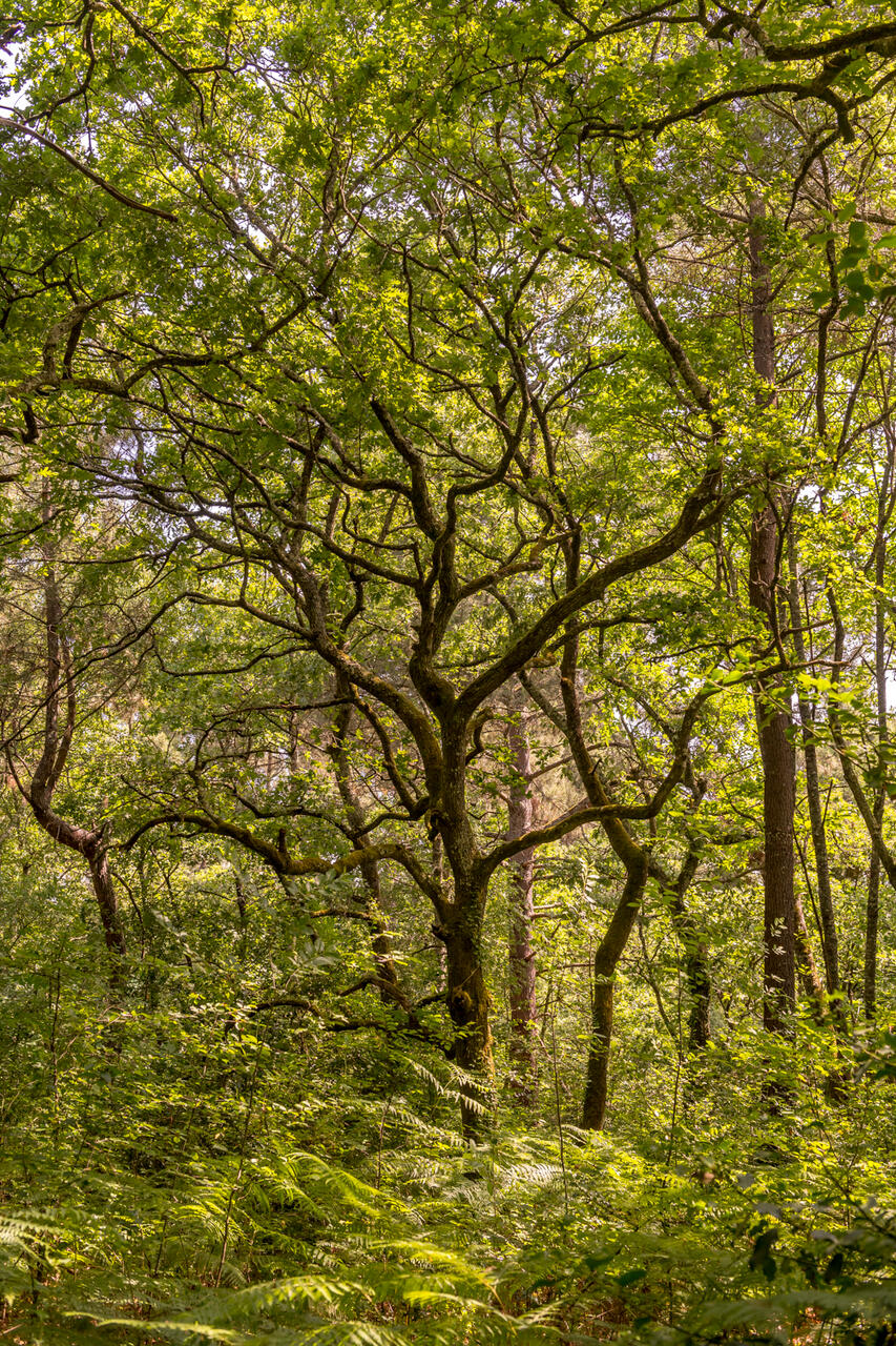 Pause méditative au Bois du Burck