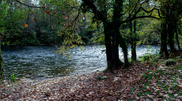 VENDREDI 5 JUIN : À la découverte des ripisylves à Brassacou
