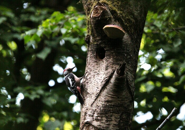 À la découverte des nicheurs forestiers