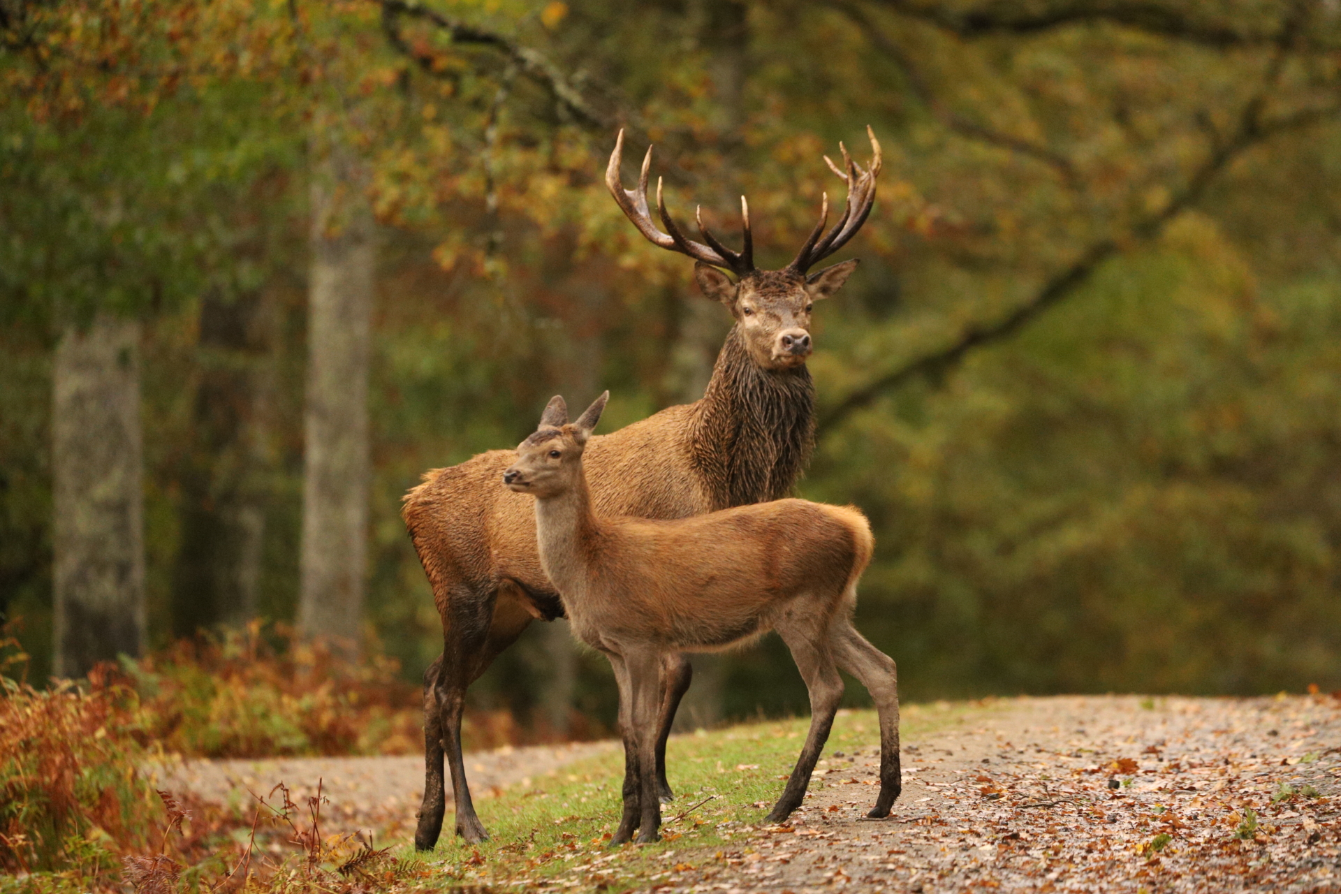 Venez découvrir la faune du domaine de Boutissaint !