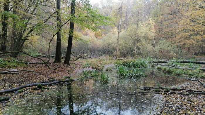 La vie secrète des mares