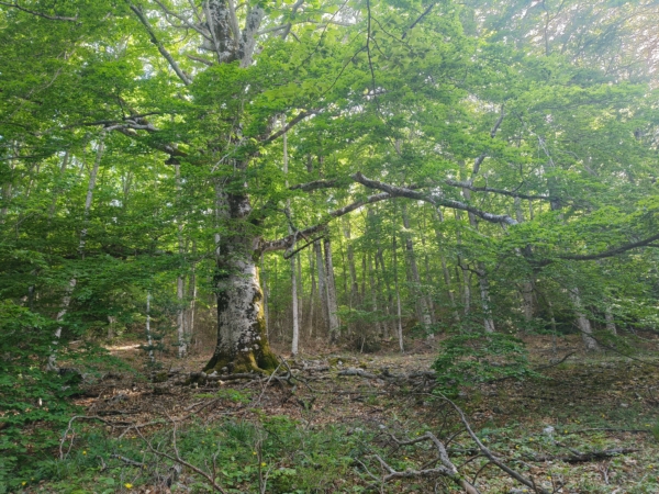 Découvrez la forêt d&rsquo;Aiguines