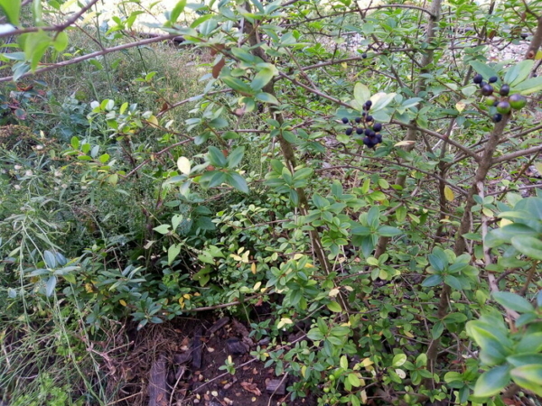 Reconnaître les plantes toxiques
