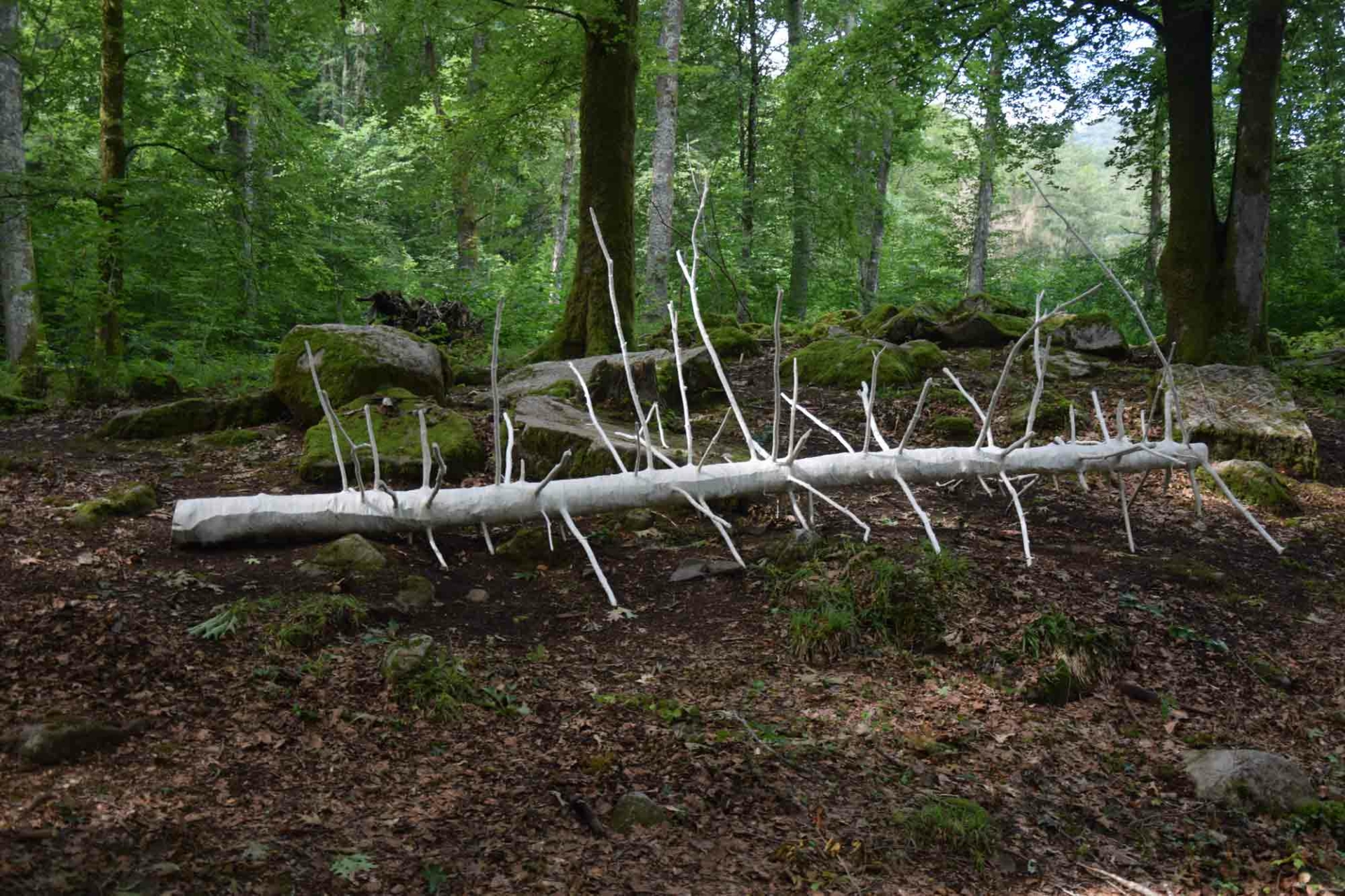 L&rsquo;arbre comme relique