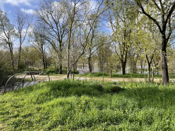 Vendredi 5 juin en forêt du Plan