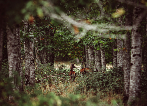 Découvrir l&rsquo;art ancestral des charpentiers japonais