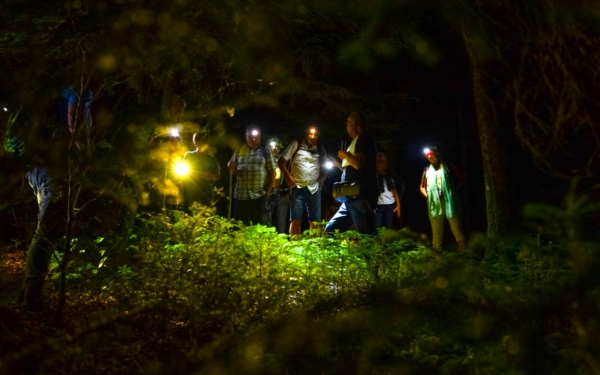 Visites nocturnes de la Forêt de Tiragoutte