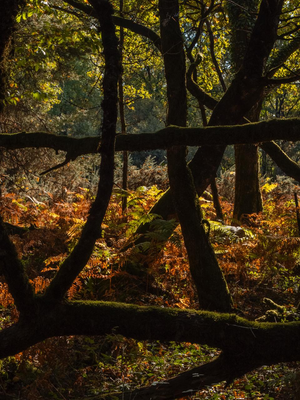 Savoir-faire, savoir-forêt