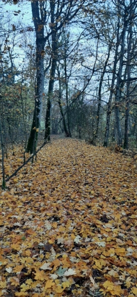 Démonstration de débardage à cheval