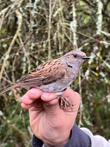À la découverte des oiseaux