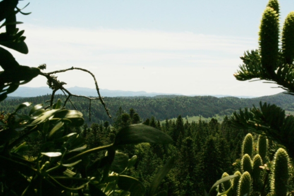 Immersion en forêt de Prénovel