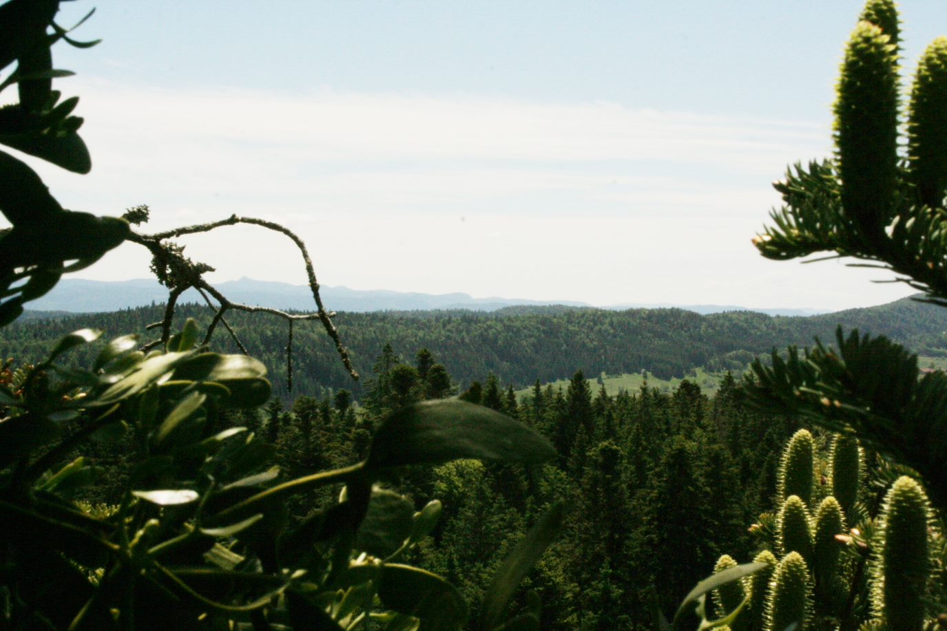 Immersion en forêt de Prénovel