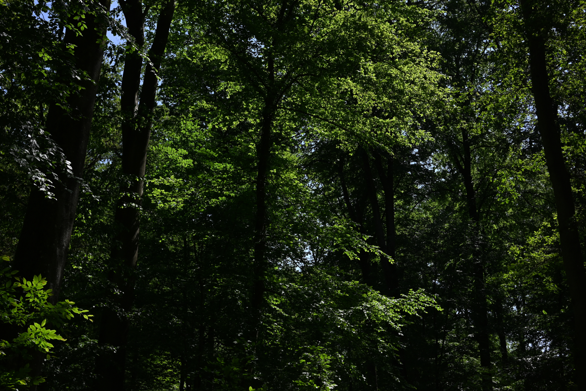 Bain de gong et concert