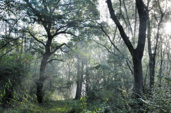 Balade au cœur de la forêt de la Bassée