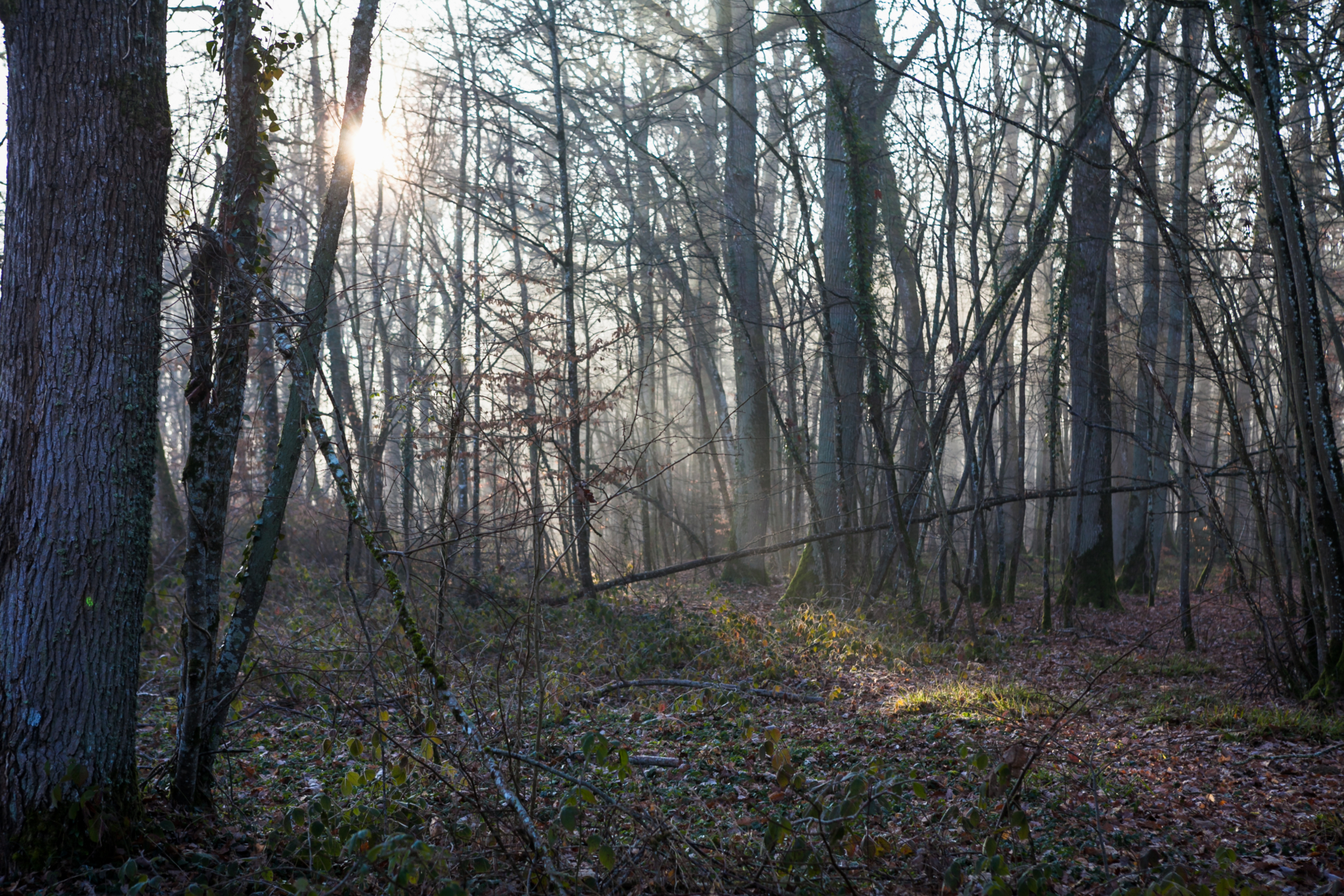 Dans la peau d’un forestier : comprendre la gestion d’une forêt