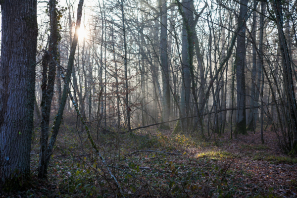 Dans la peau d’un forestier : comprendre la gestion d’une forêt