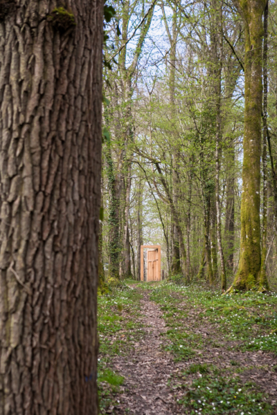 À la rencontre des géants de la forêt d’Orient