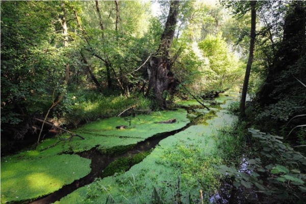 Anim’nature en fête