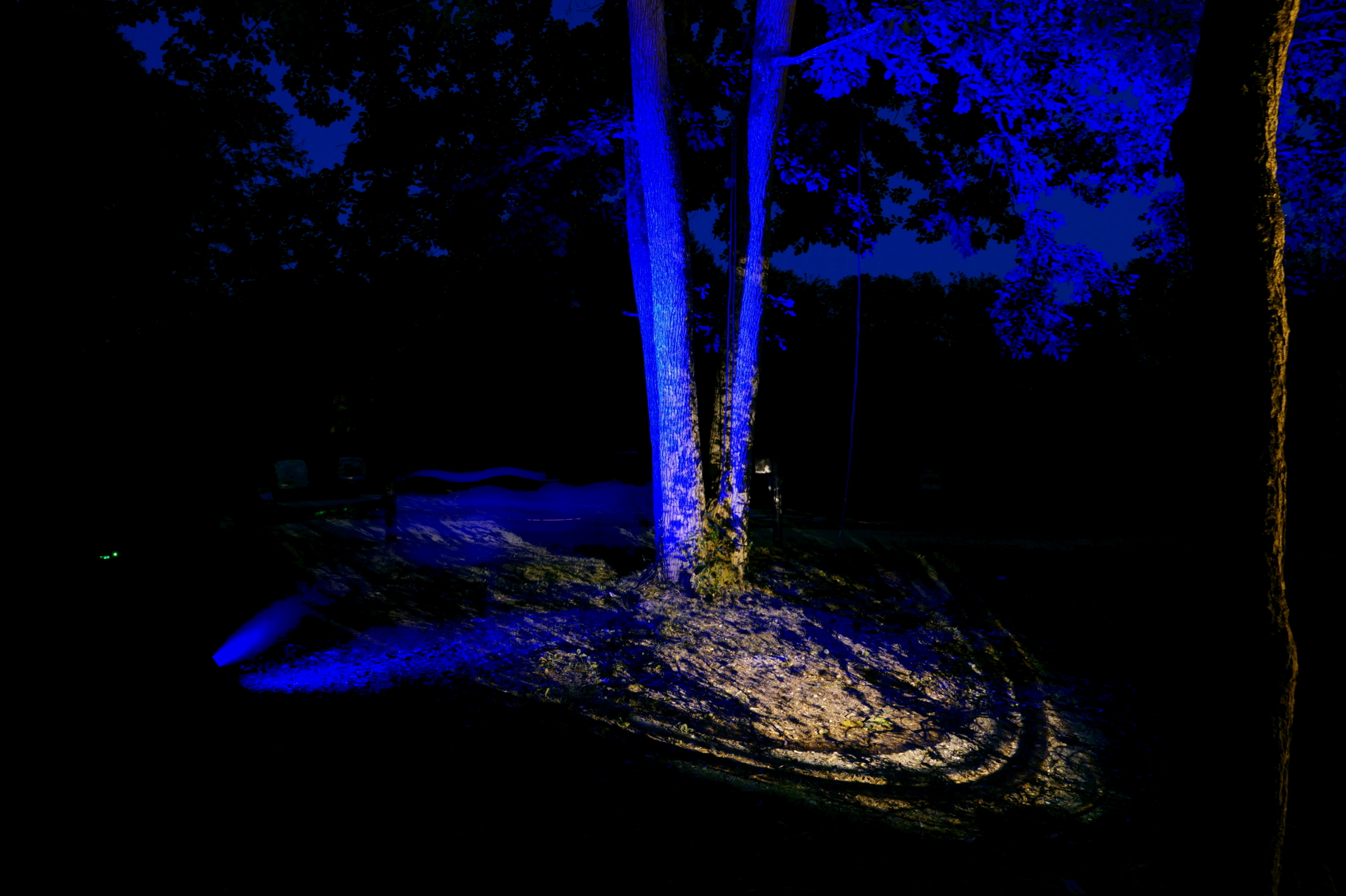 Festival La forêt vous murmure – 21 juin