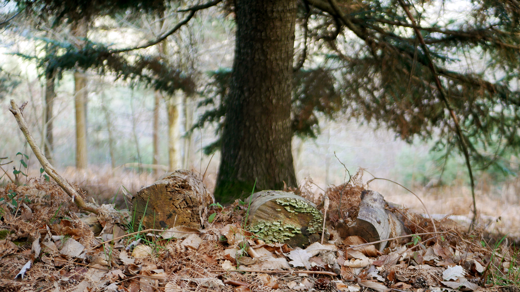 De l’atelier à la forêt : soirée artistique et immersive au Serre de Ladret