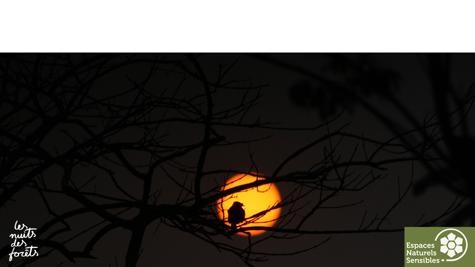 Les animaux du crépuscule