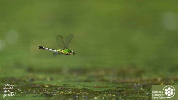 A la découverte des Odonates