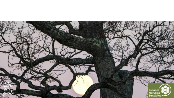 Balade à l&rsquo;écoute de la faune nocturne
