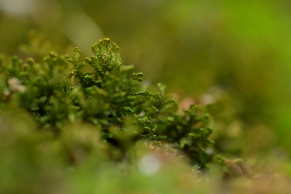 Forêt microscopique : le monde secret des mousses
