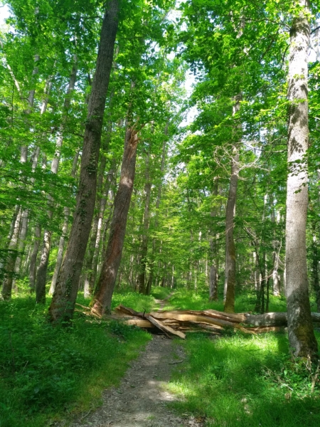 Immersion naturaliste : explorer et comprendre la forêt de Moladier
