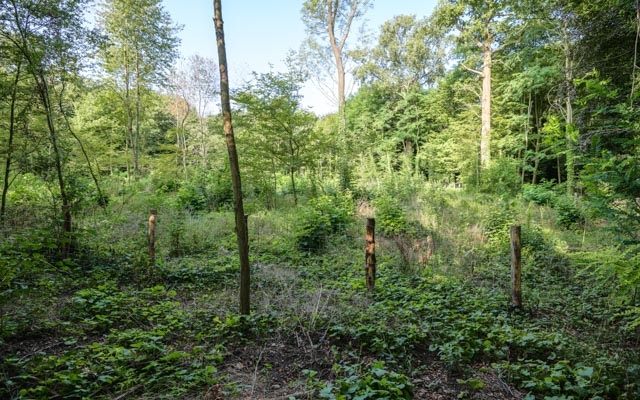 SUR LES TRACES DES FORESTIERS