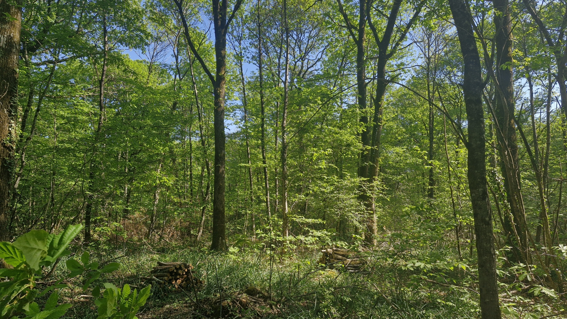 Colloque gestion forestière et biodiversité